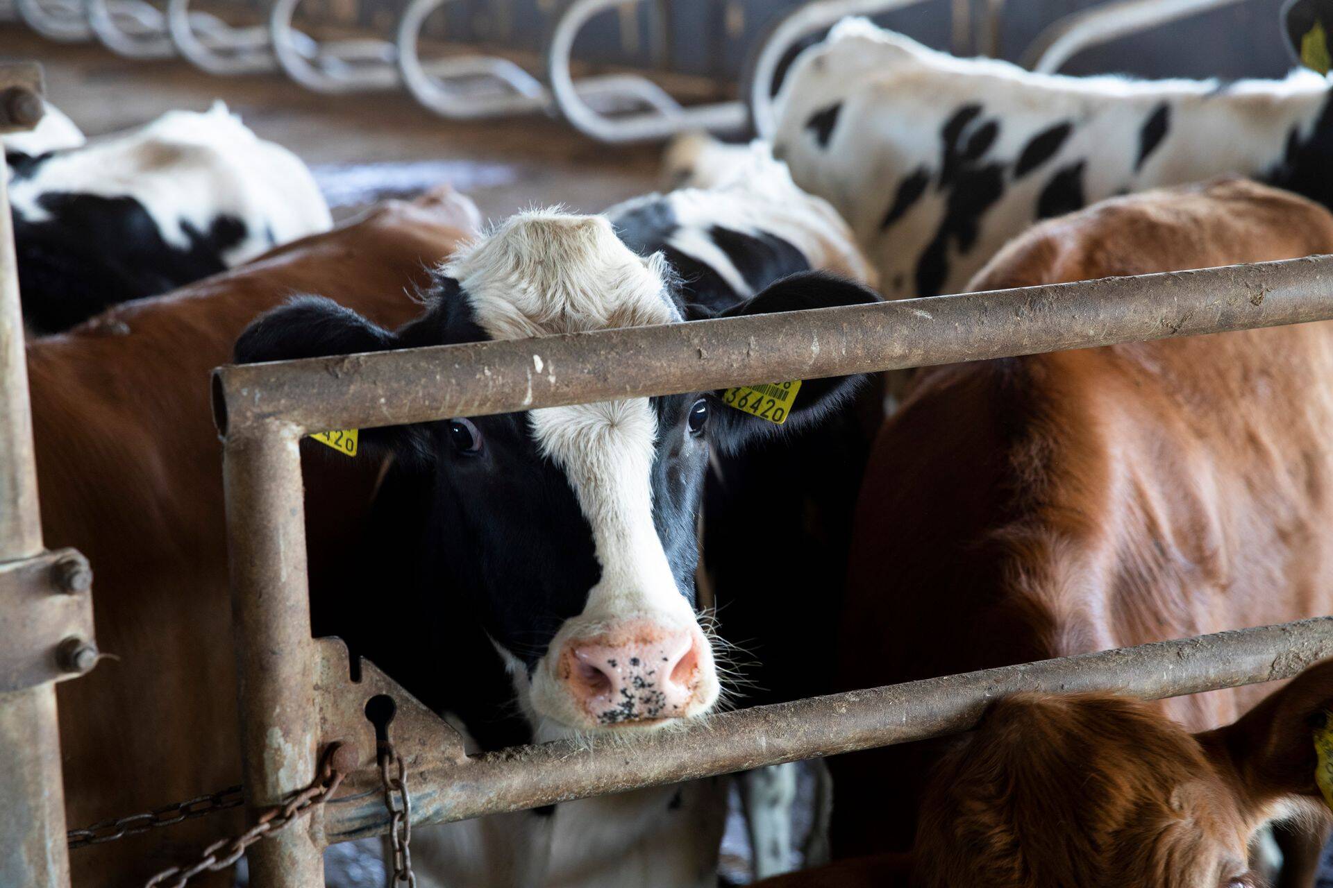 Просчёт властей или «пятая колонна»: что известно об убое скота в Сибири