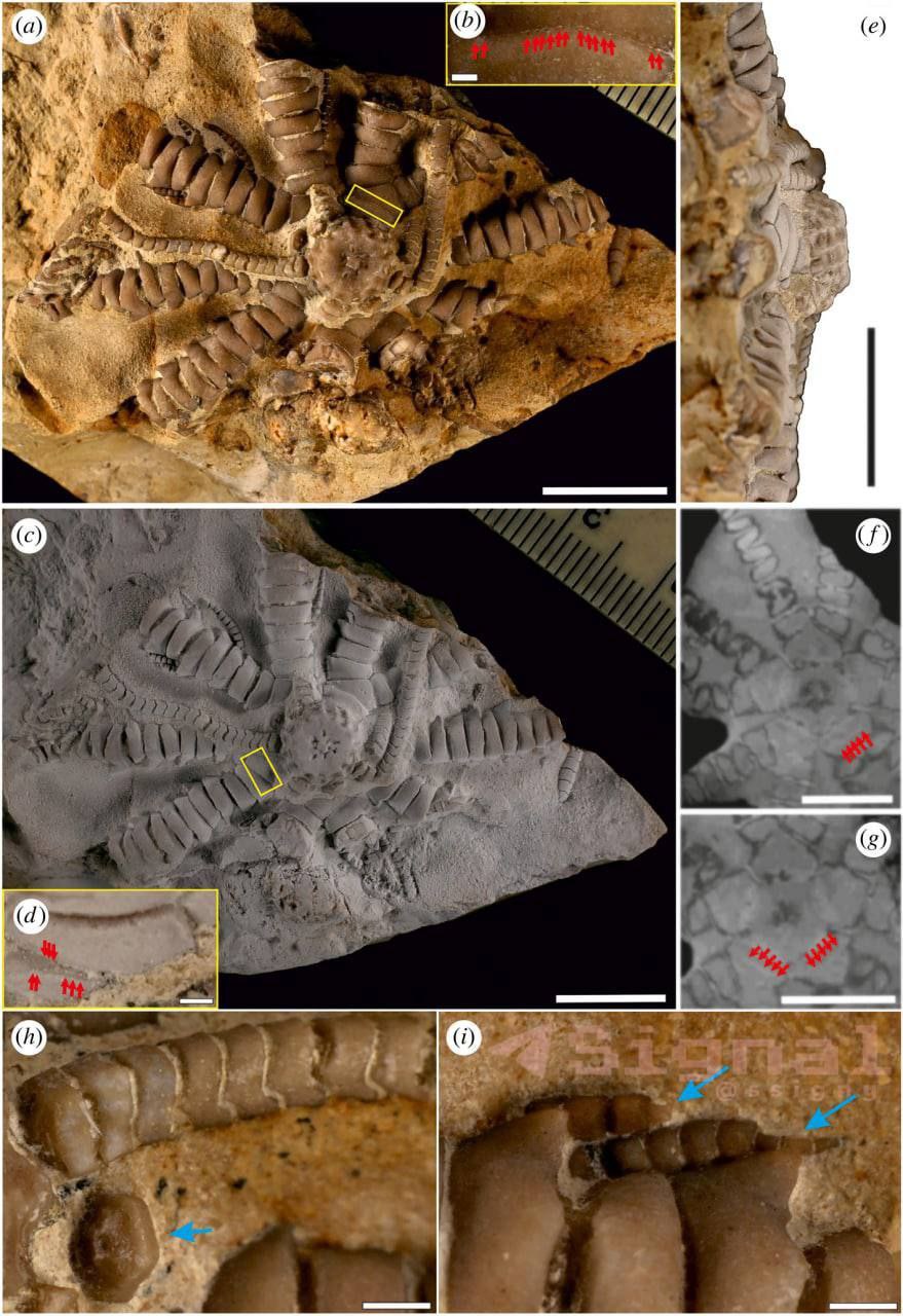 Найденное в Африке вымершее беспозвоночное назвали в честь Зеленского