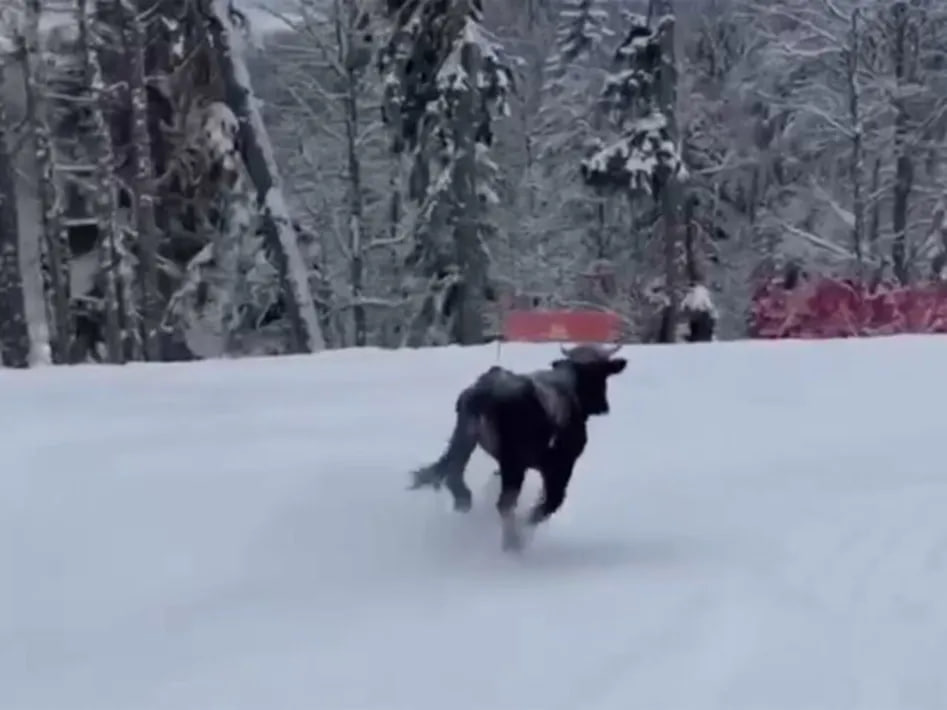 На курорте «Роза Хутор» поймали бегущего по склону быка