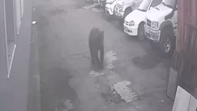 Трагедия в Петропавловске-Камчатском: нападение медведя у школы