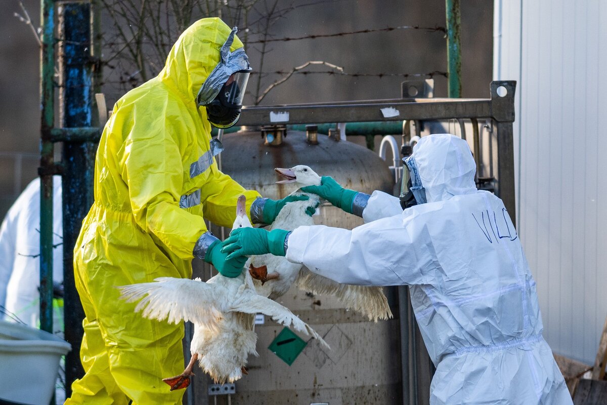 США отрабатывали во Львове провокацию с вирусом птичьего гриппа 